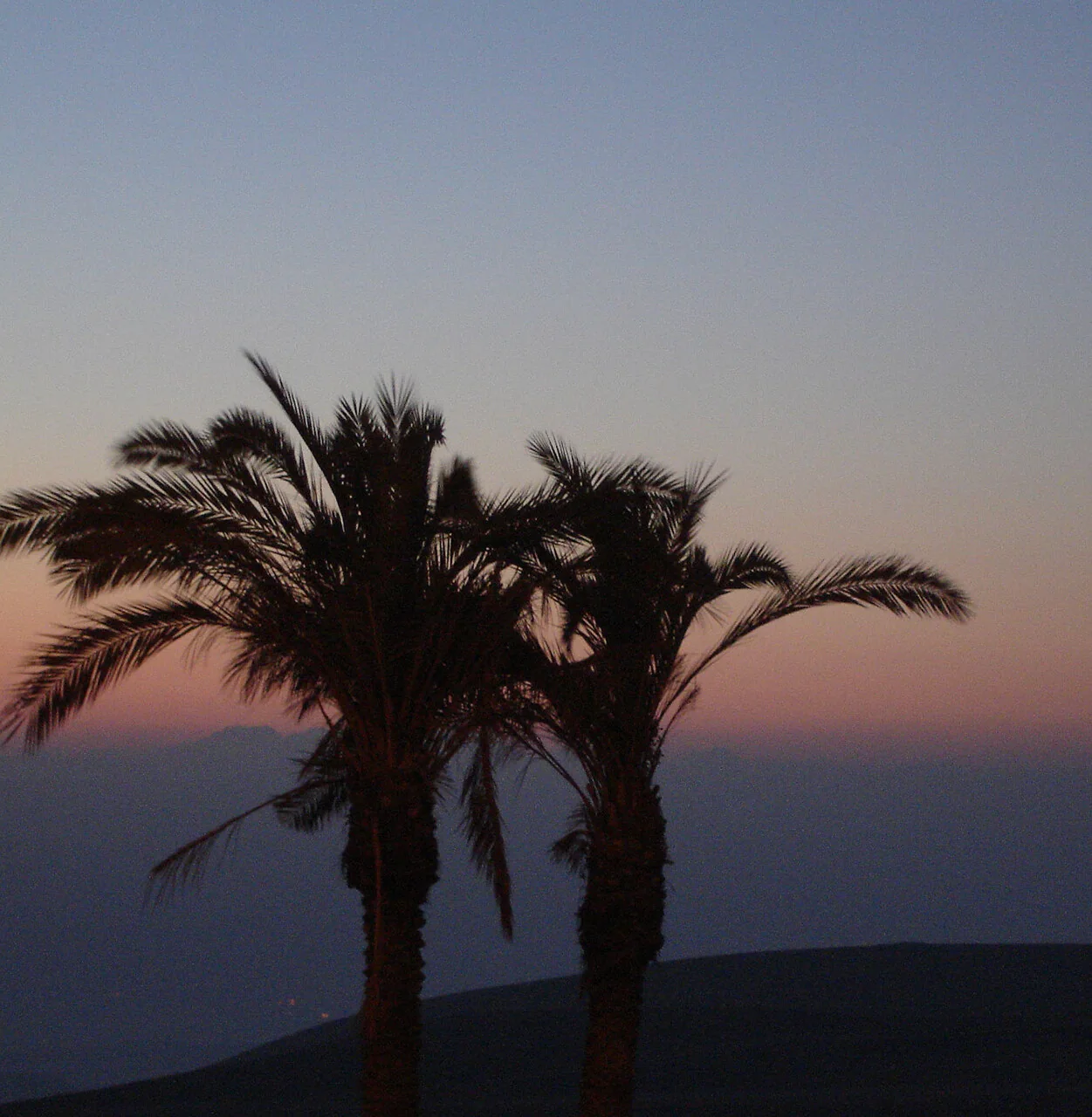 Two palm trees silhouetted against a pink and blue dusk sky over a dark hillside
