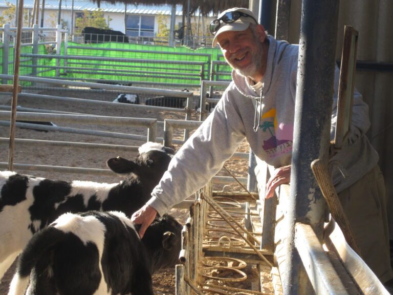 David Richman feeding cows on a farm